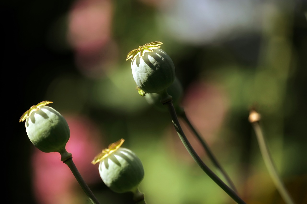 Why Are Heirloom Seeds Important for Eco-Friendly Farming?